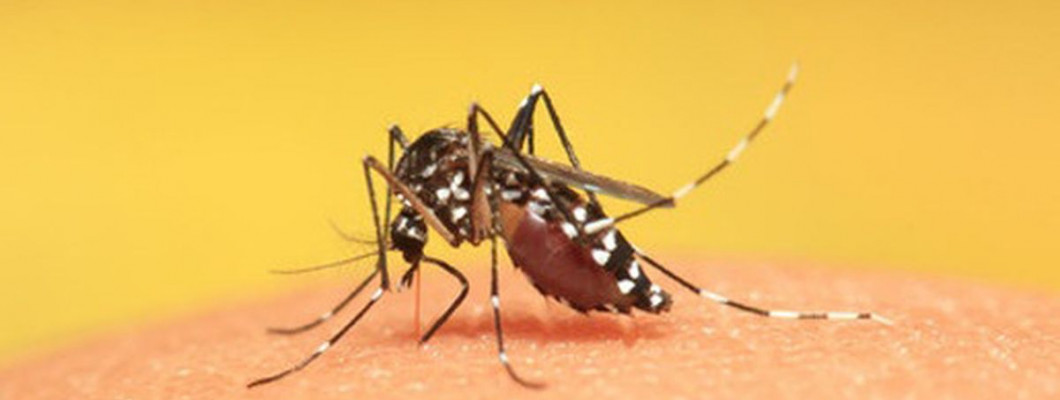 Penyakit Berbahaya yang Berasal dari Nyamuk