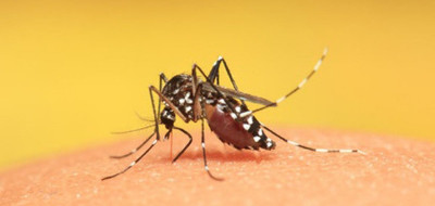 Penyakit Berbahaya yang Berasal dari Nyamuk