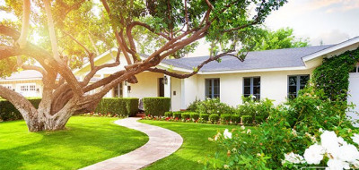 Manfaat Pohon Bagi Manusia Termasuk Dalam Kesehatan