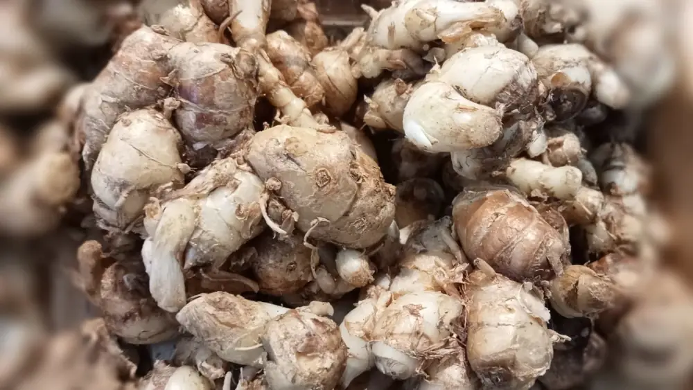 Rempah Lokal yang Kaya Manfaat: Apa Benar Kencur Bisa Jadi Anti-Inflamasi & Penjaga Suara?