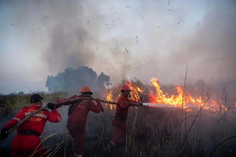 Langkah Darurat Menjaga Kesehatan Pernapasan Anak & Lansia Saat Asap Kebakaran Hutan